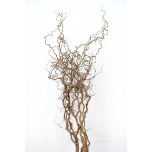 CORYL AV CONTORTA 2 JARIG 220CM