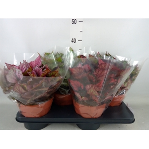 Begonia BD 'Beleaf'   ...mix