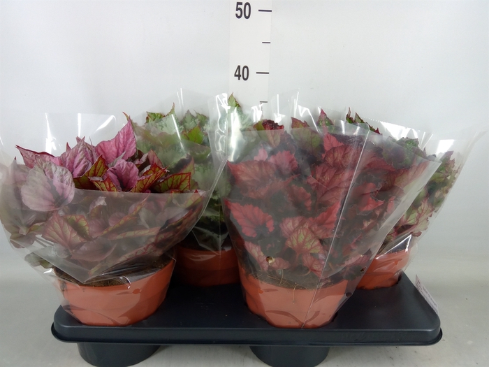 <h4>Begonia BD 'Beleaf'   ...mix</h4>