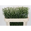 Aster White Gypsy
