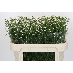 Aster White Gypsy