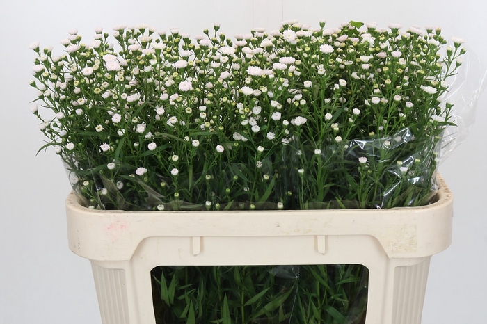 <h4>Aster White Gypsy</h4>