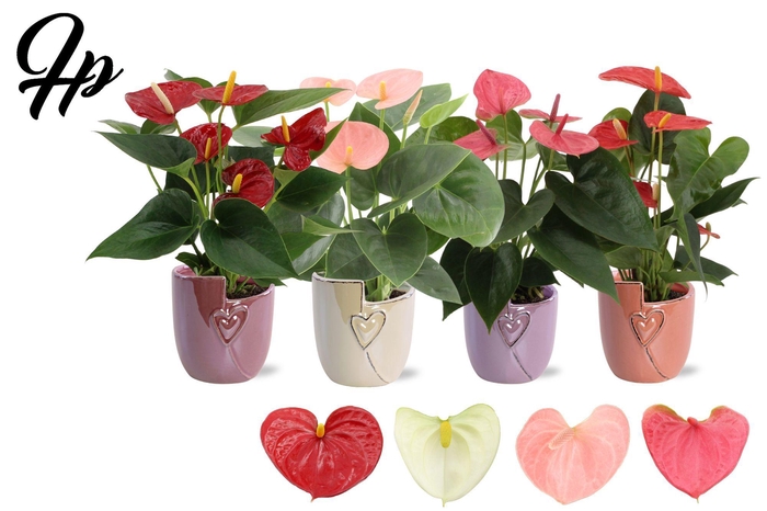 <h4>Anthurium 9 cm 4 color mix in Joa ceramics</h4>