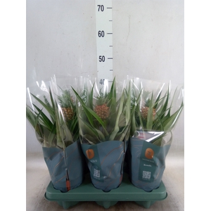 Ananas  'Mi Amigo'
