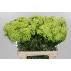 Viburnum Opulus Roseum