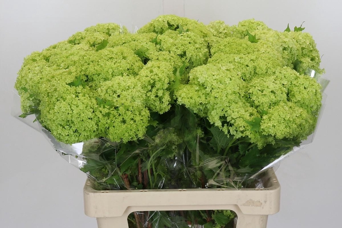 <h4>Viburnum Opulus Roseum</h4>