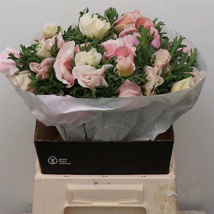 Anem Co Fstar Lavender Super