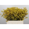 Anigozanthos Bush Down