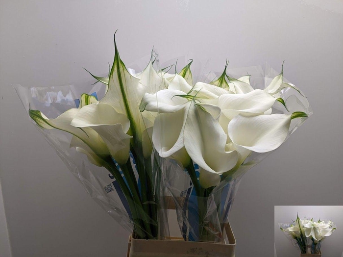 <h4>ZANT CAPT VENTURA</h4>