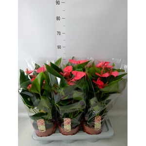 Anthurium andr. 'Melito'