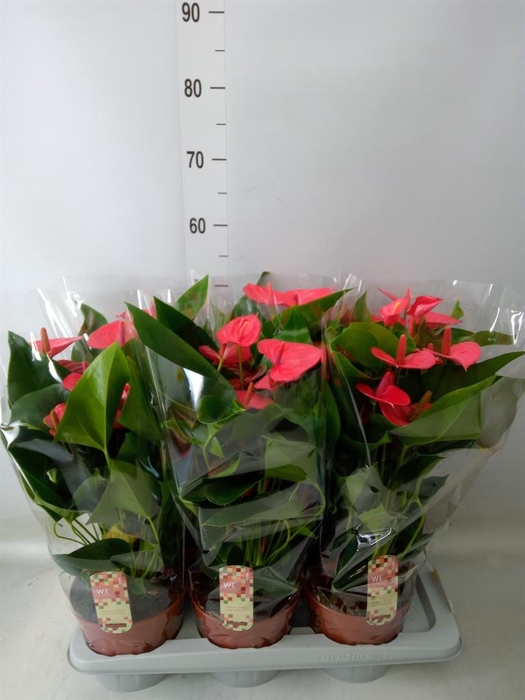 <h4>Anthurium andr. 'Melito'</h4>