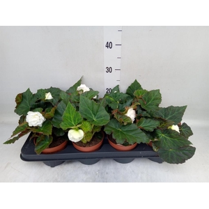 Begonia tuber. 'Tenella White'
