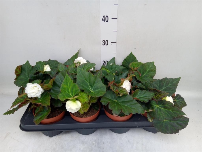 <h4>Begonia tuber. 'Tenella White'</h4>