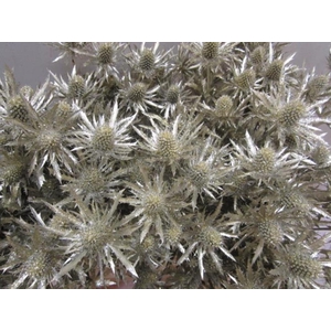 Eryng Orion Platina / Glit L60