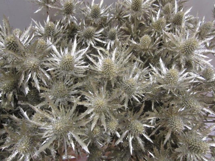 <h4>Eryng Orion Platina / Glit L60</h4>