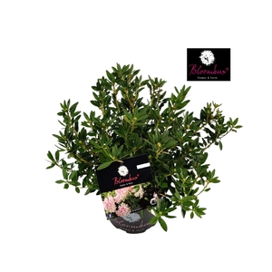 Rhododendron Bloombux Light pink C2 20-30