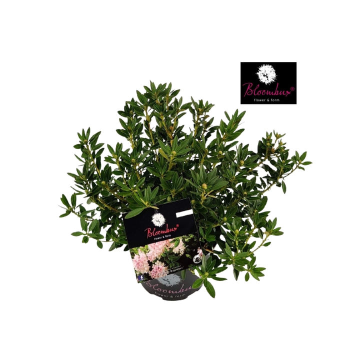 <h4>Rhododendron Bloombux Light pink C2 20-30</h4>