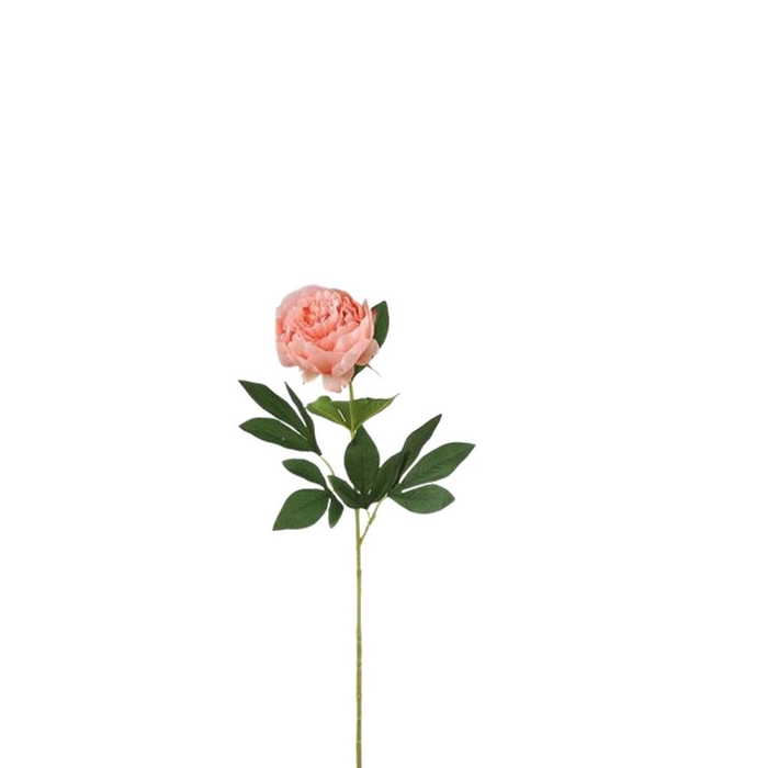 <h4>Paeonia 76cm</h4>