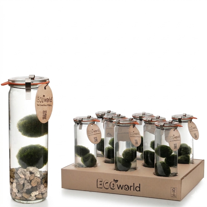 <h4>ARR WATERPLANTEN H%</h4>