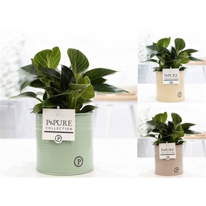 Philodendron White Wave in P&PURE zinc Louise 4 ass3