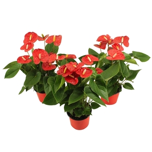 Anthurium XL.9 Jambo Red 14cm