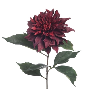 AF Dahlia Spider L84cm Burgund