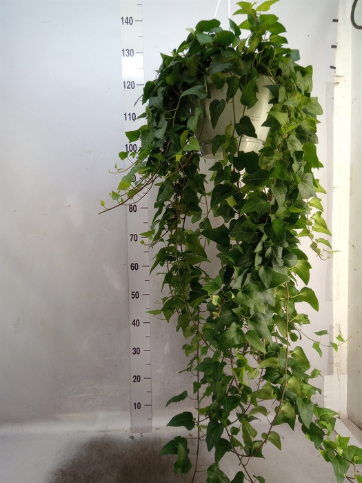 <h4>Hedera helix 'Mein Herz'</h4>