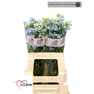 Delph En M Plat Blue