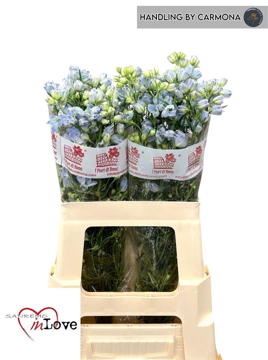 <h4>Delph En M Plat Blue</h4>