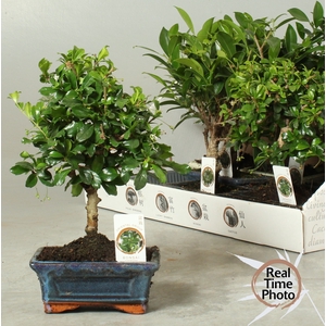 BONSAI GEM