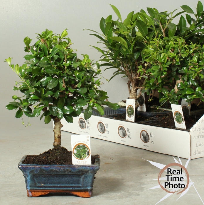 <h4>BONSAI GEM</h4>