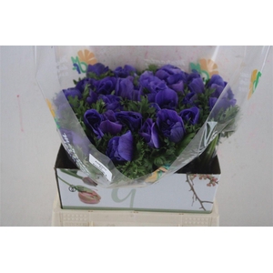 Anem Mistral Super Blue