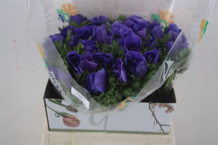 <h4>Anem Mistral Super Blue</h4>