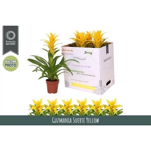 !! PROMO !! GUZMANIA DESEO YELLOW P12