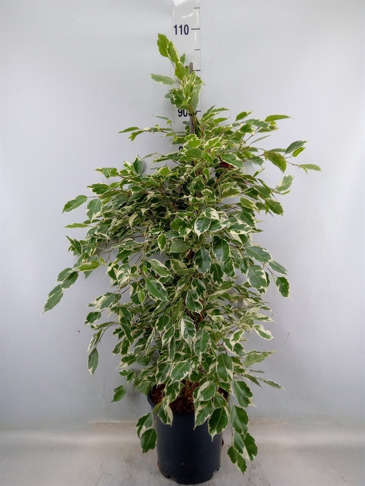 <h4>Ficus benja. 'Twilight'</h4>