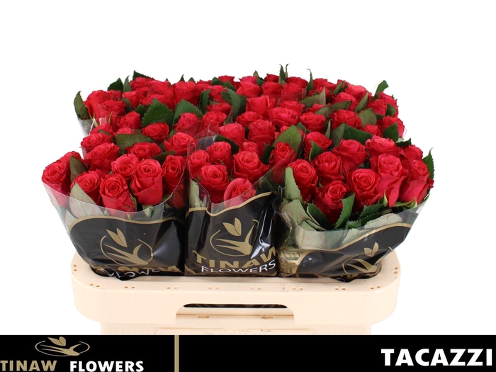 <h4>R GR TACAZZI+</h4>