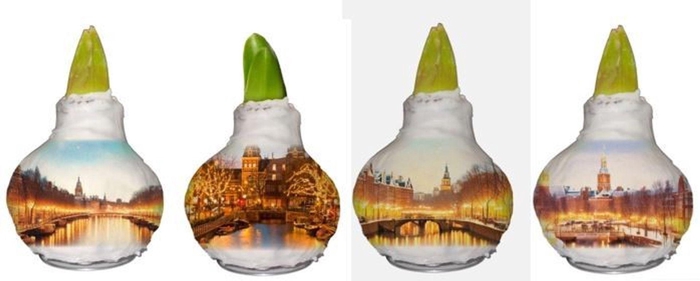 <h4>Hippeastrum gewaxt</h4>