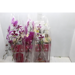 PHALAENOPSIS CASCATA ESPECIAL P15 MIN 11 FLS