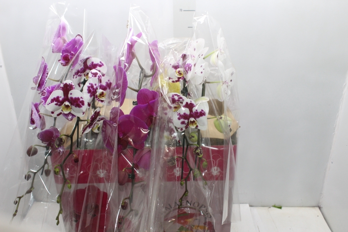 <h4>PHALAENOPSIS CASCATA ESPECIAL P15 MIN 11 FLS</h4>