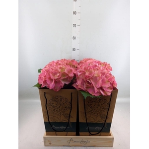 Hydrangea mac.   ...