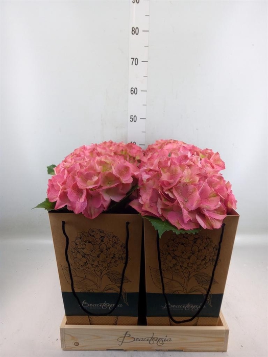 <h4>Hydrangea mac.   ...</h4>