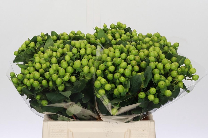 Hypericum Lucky Romance