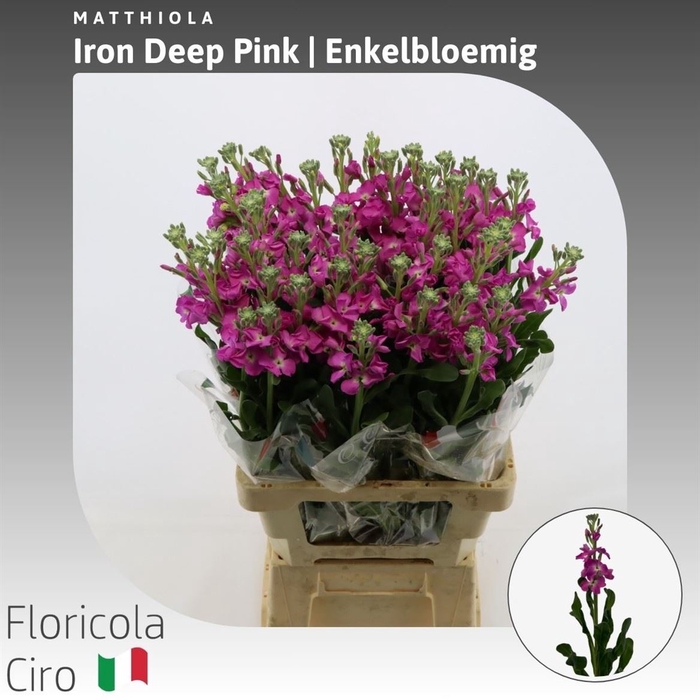 <h4>Matthiola Iron Deep Pink Enkelbloemig</h4>