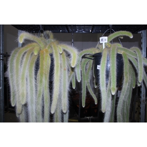 CACTUS VARIADO VB3