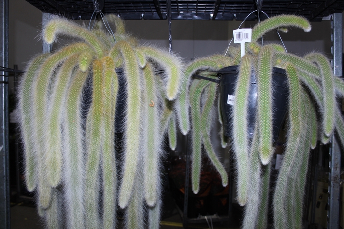 <h4>CACTUS VARIADO VB3</h4>