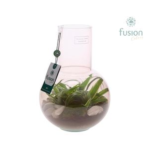 Green Bottle Suzanne Medium Smoky Pink met Chlorophytum