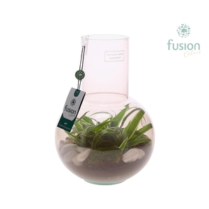 Green Bottle Suzanne Medium Smoky Pink met Chlorophytum