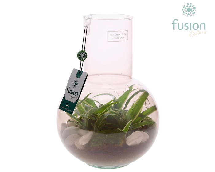 <h4>Green Bottle Suzanne Medium Smoky Pink met Chlorophytum</h4>