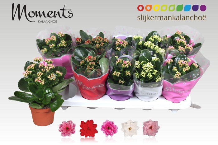 <h4>KAL GE GEM 5 KL</h4>