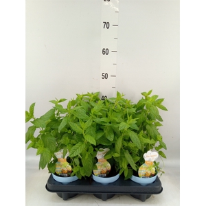 Mentha spicata